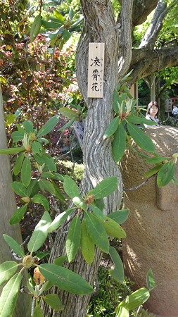 ノウゼンガズラ こういう字を書くのだねぇ。長谷寺