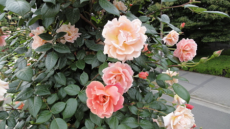 薔薇 淀屋橋