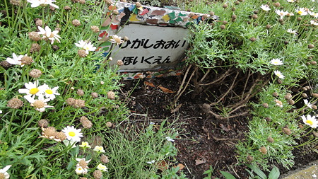 立会川堤防　保育園で花を育てているらしい