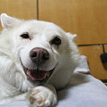 うはは