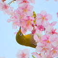 Photos: メジロと桜2011