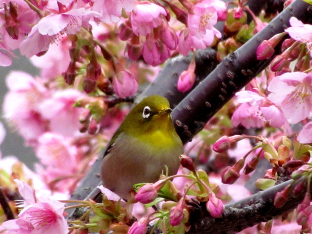 Photos: 時は桜へ