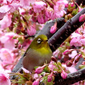 Photos: 時は桜へ