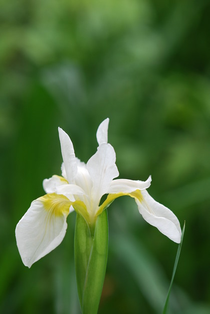 White Iris 6-7-12